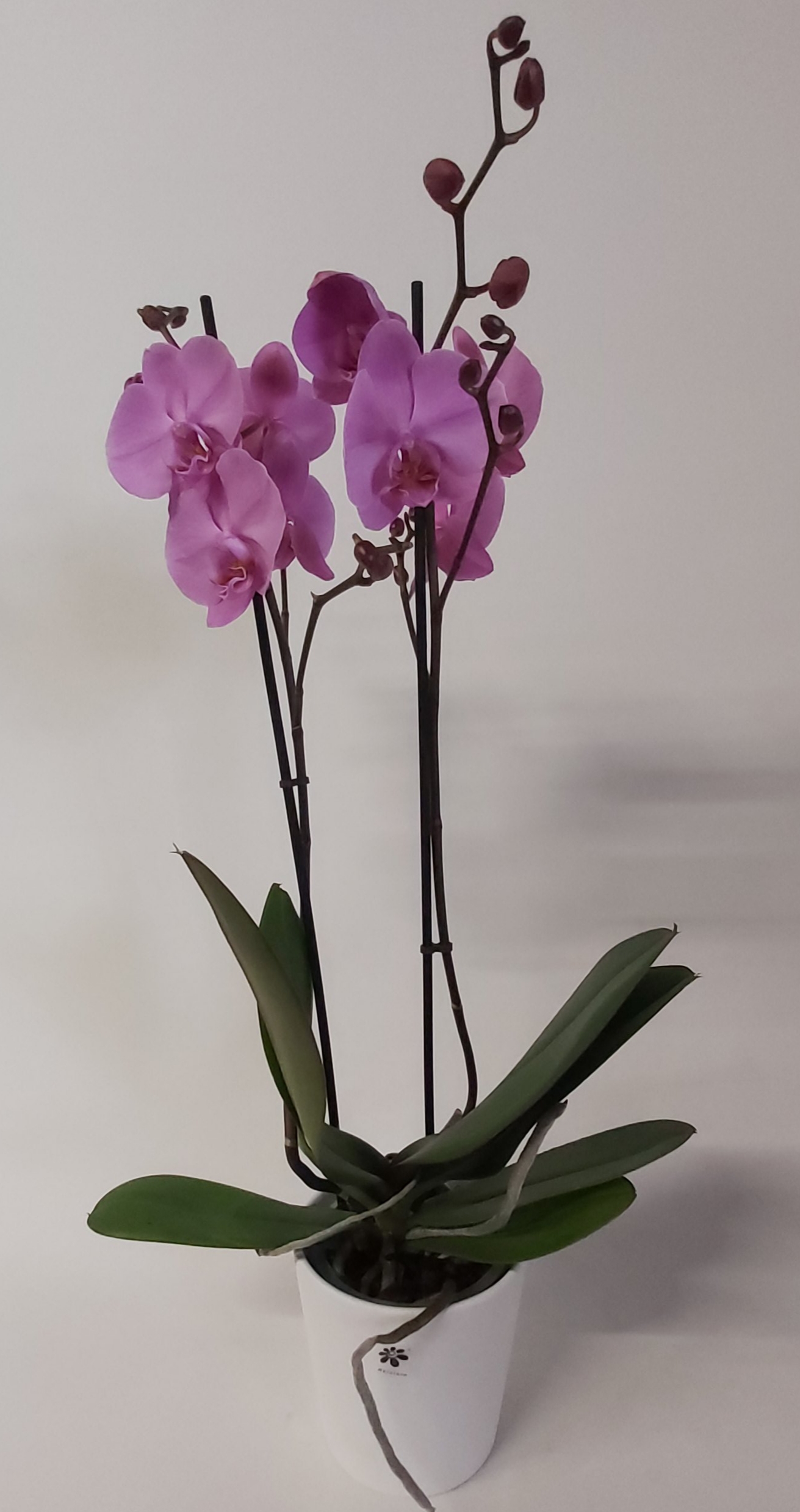 Orquidea rosa 1